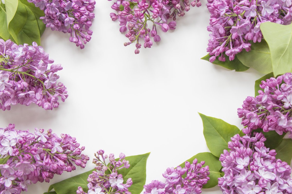 Сирень на белом фоне