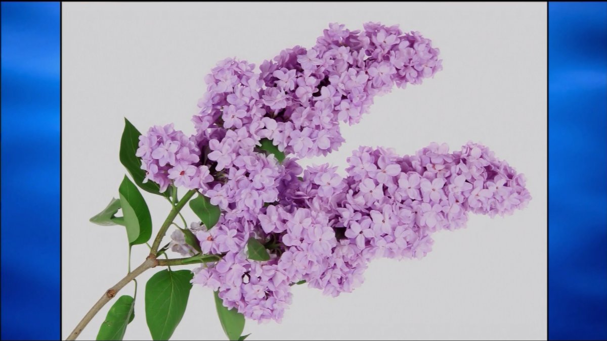 Сирень фото