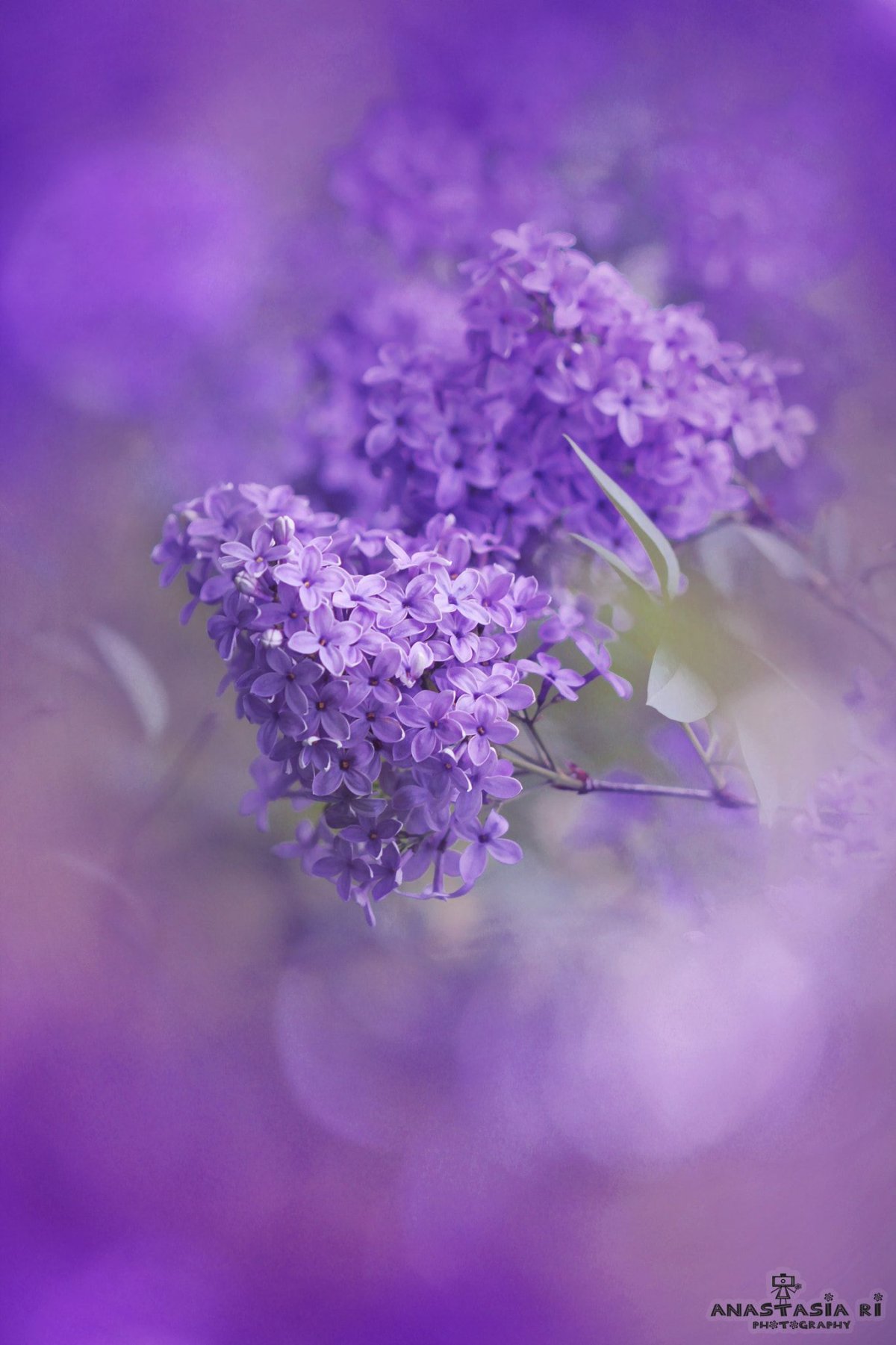 Ветка сирени