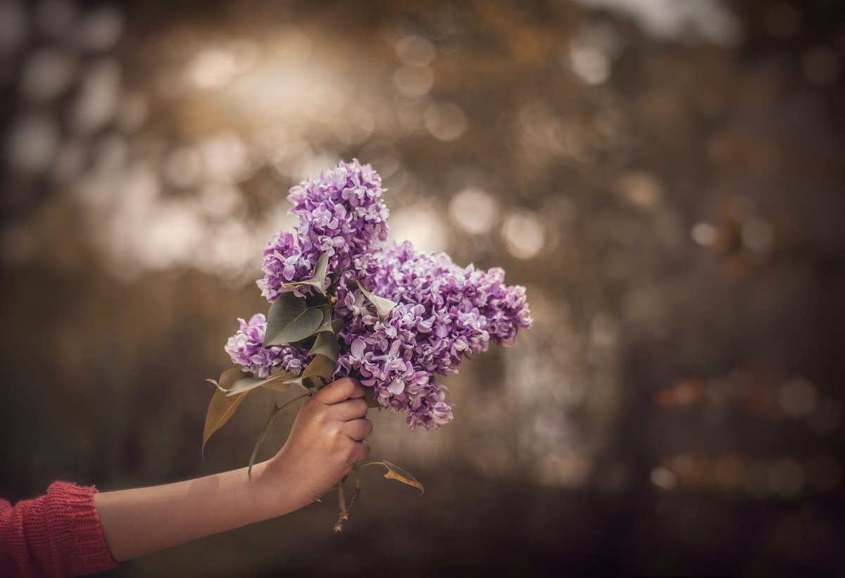 Сирень в руках