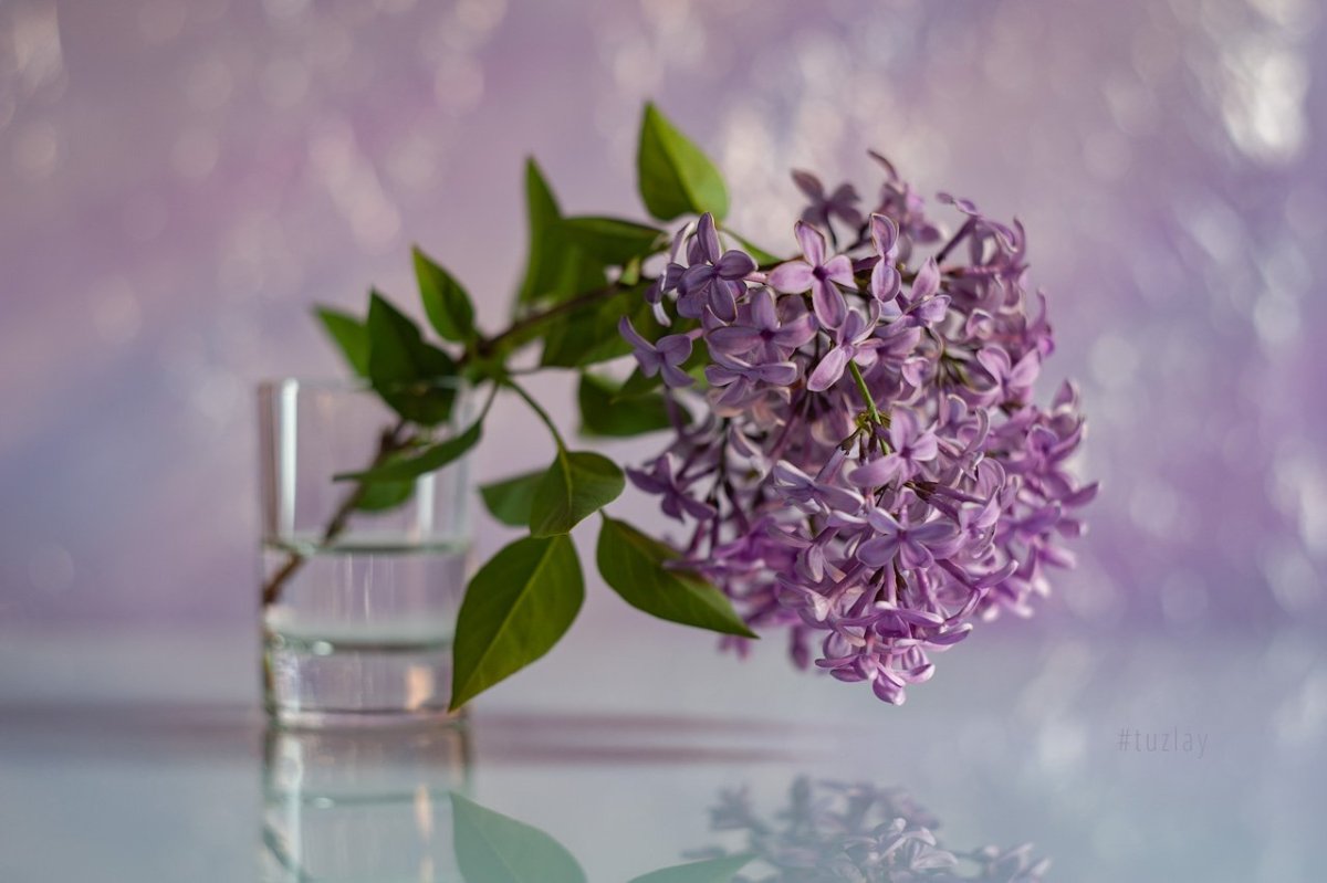Сирень в стакане