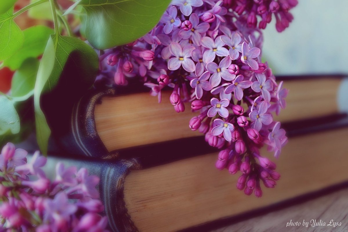 Эстетика весны сирень