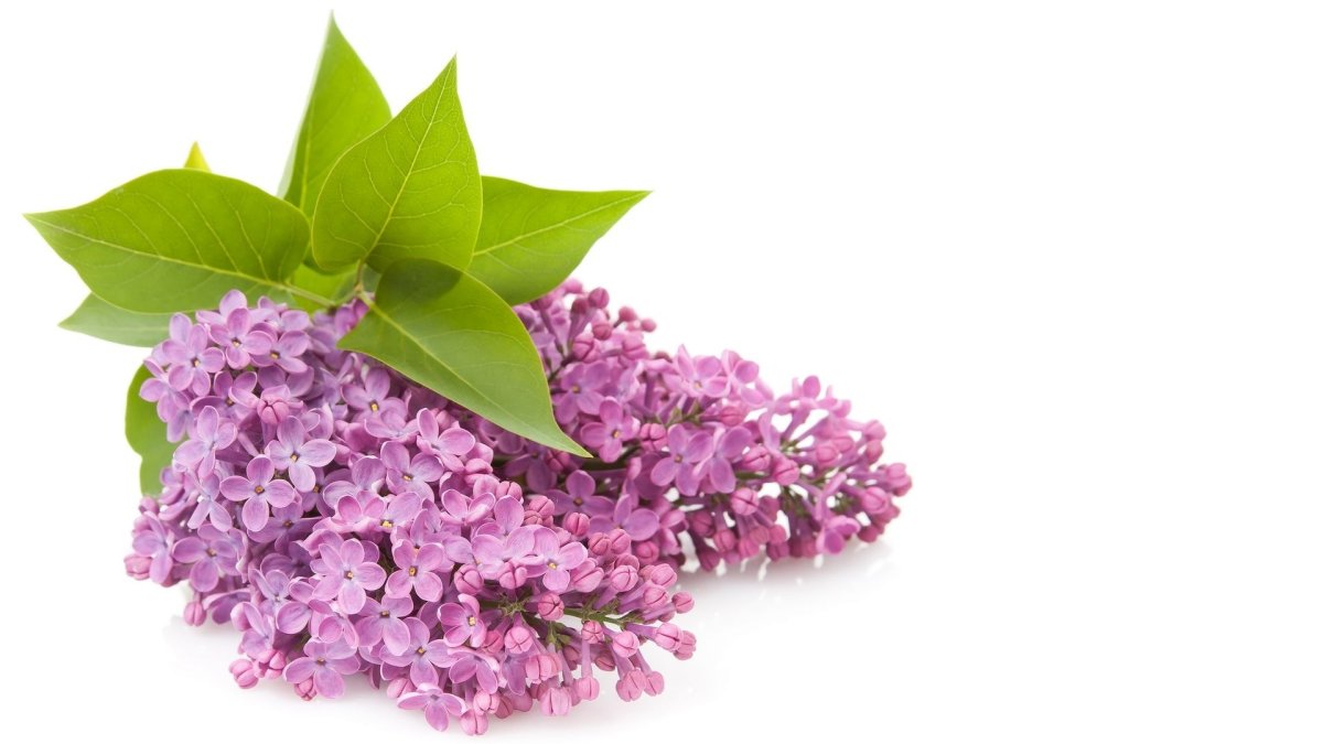 Цветы сирени