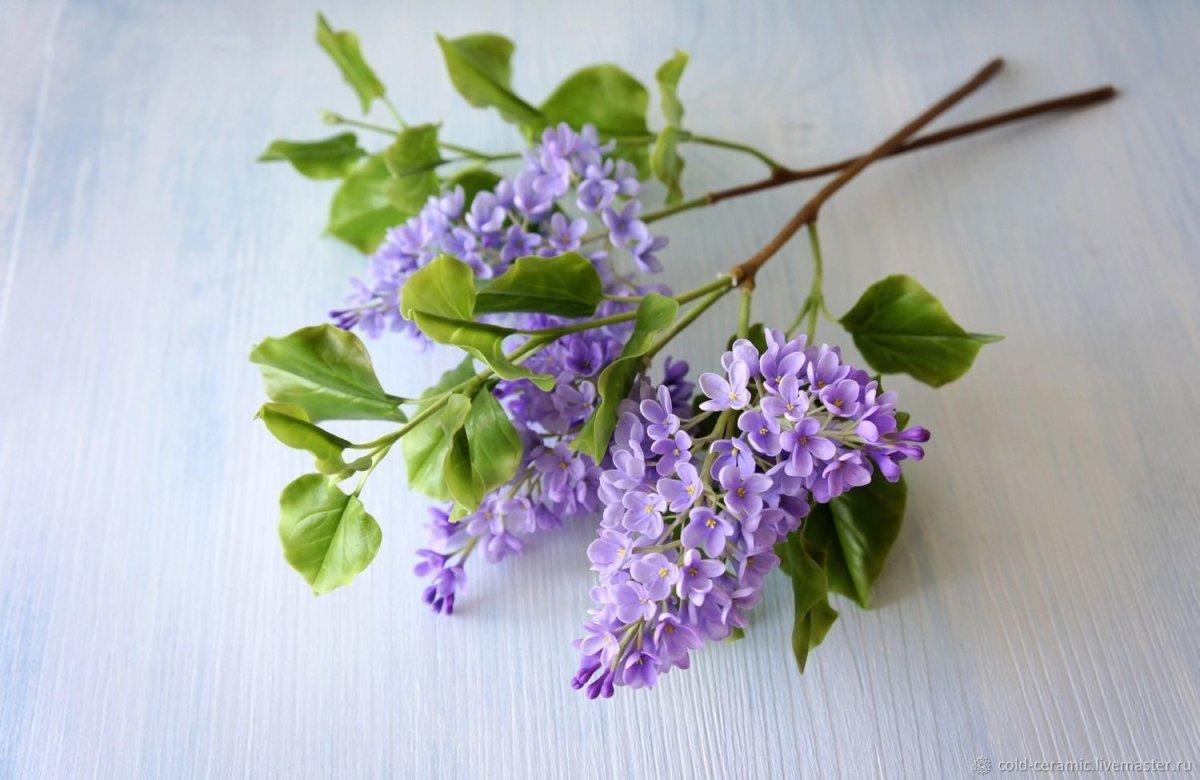 Колин Чепмен сирени