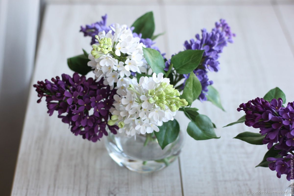 Bernadotte сирень