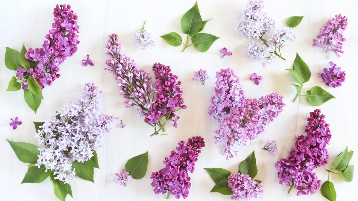 Сирень отдельный цветочек