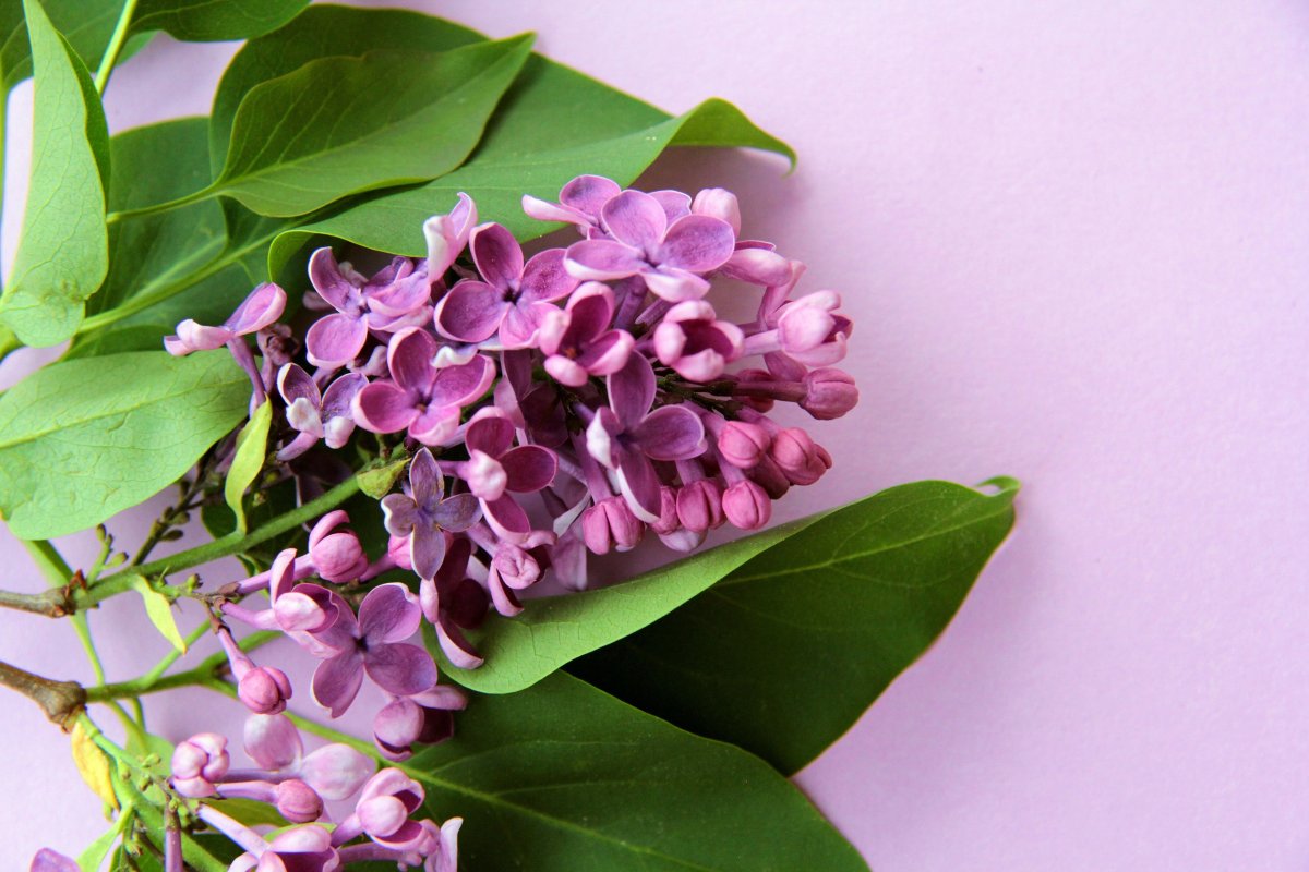 Бамбуковая сирень