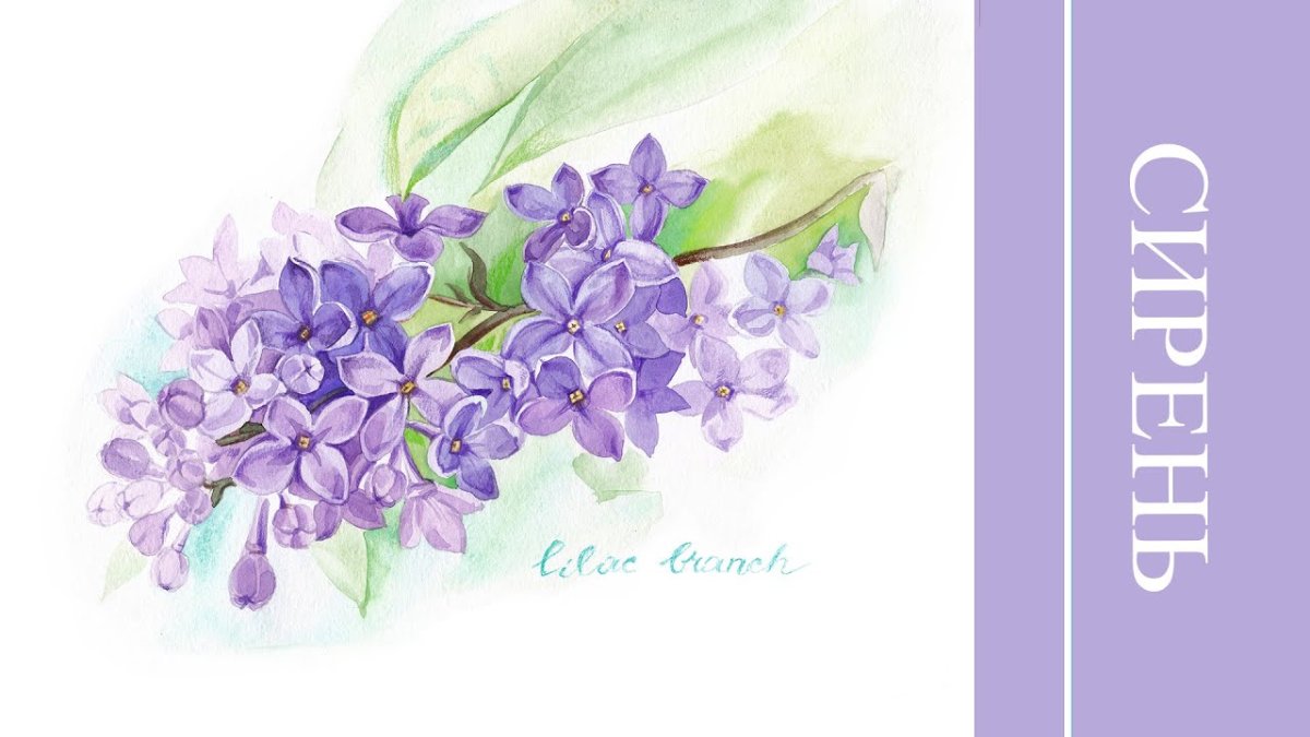 Ветка сирени рисунок акварелью