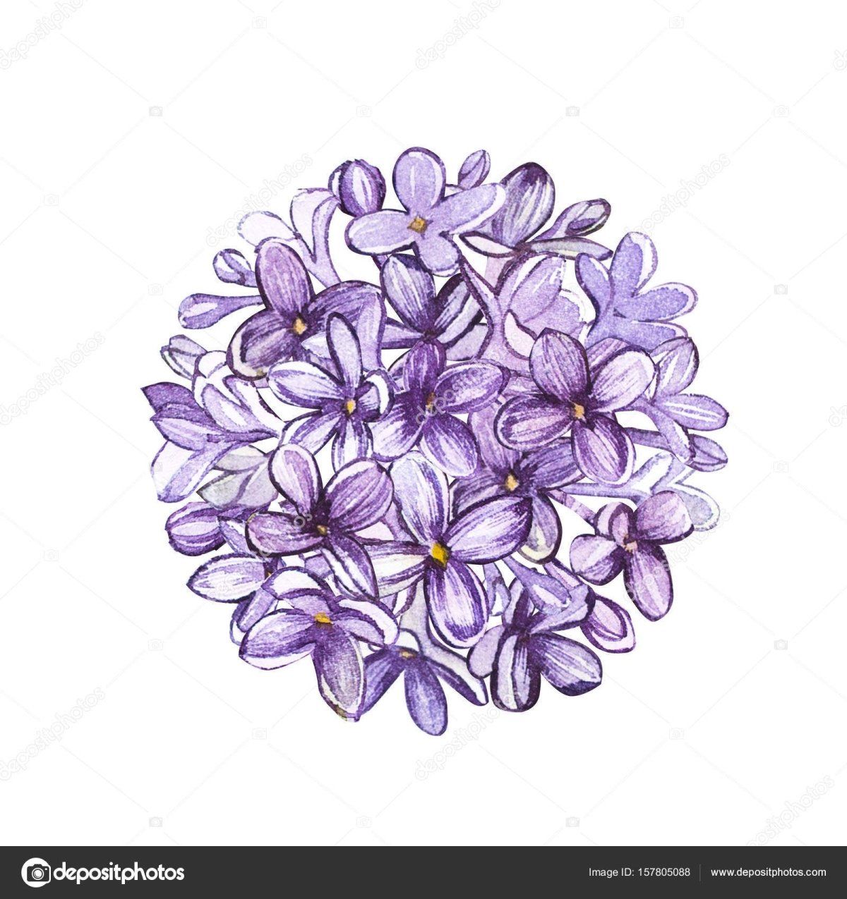 Сирень стилизация