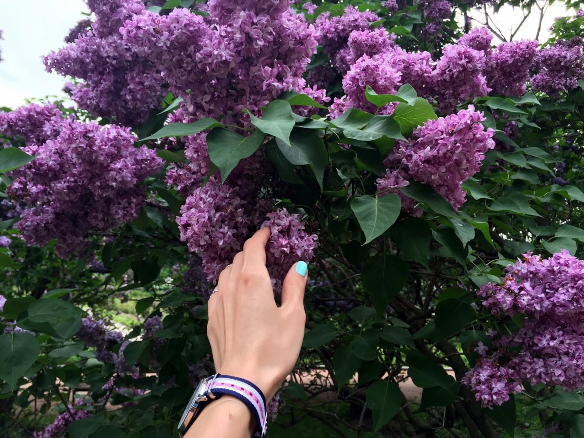 Сиреневый сад в Москве 2022