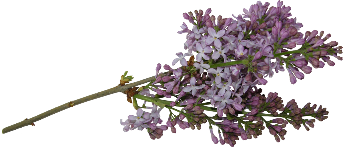 Сирень на прозрачном фоне