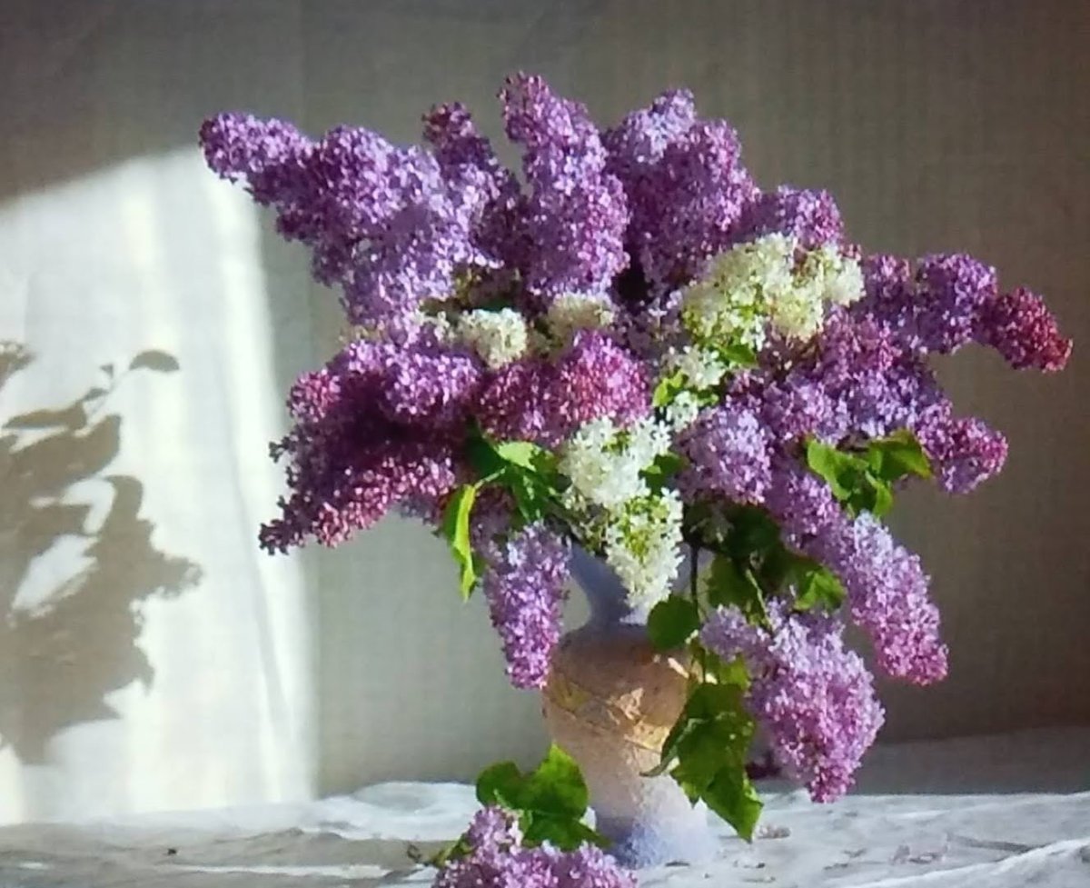 Сирень Нина