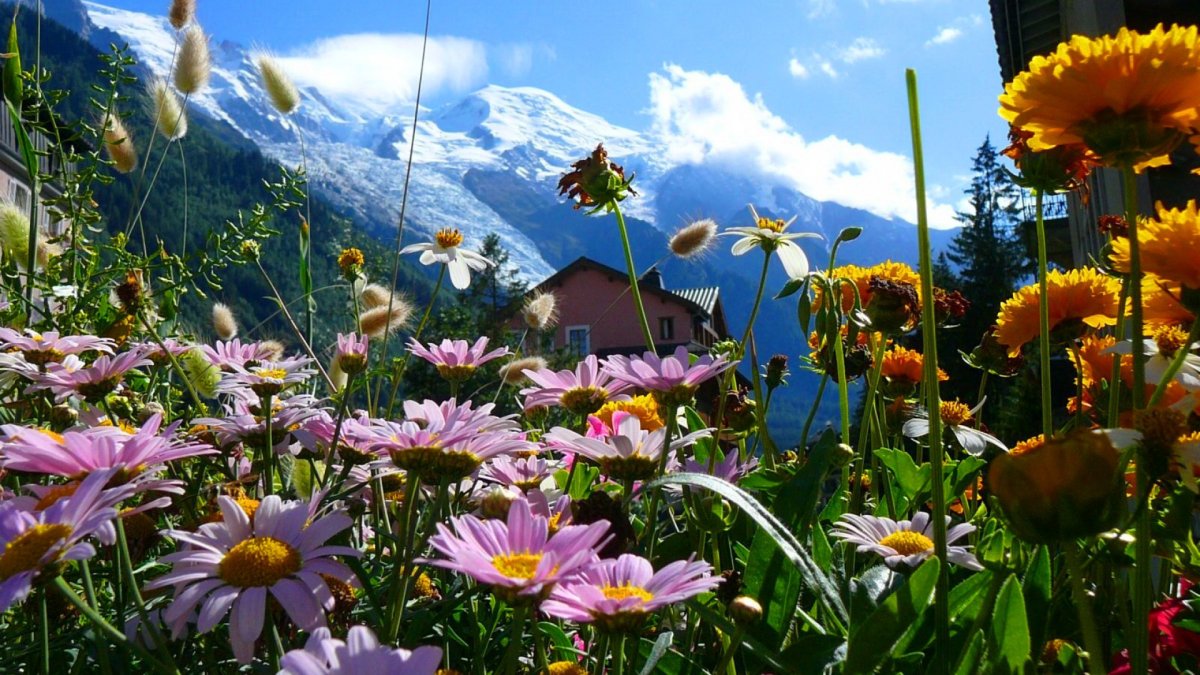 Цветущая земля