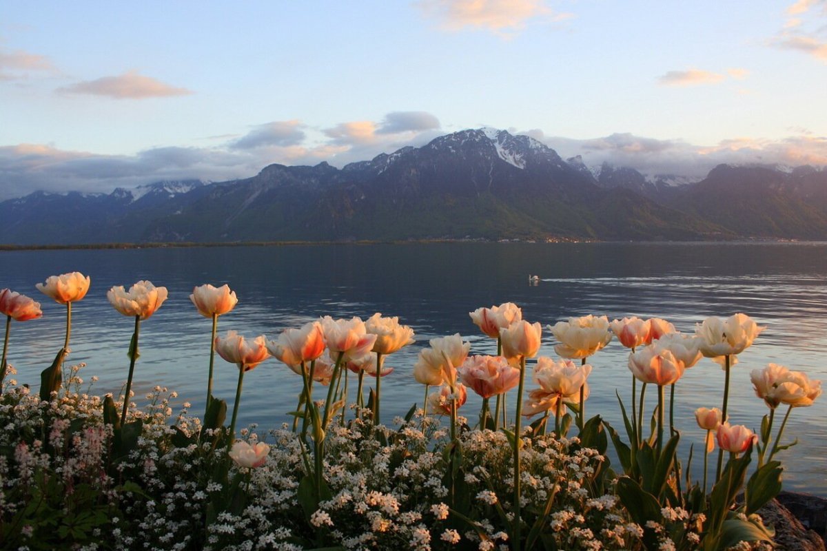 Черные тюльпаны Абхазия Альпийские Луга