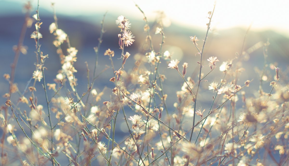 Солнце сквозь цветы