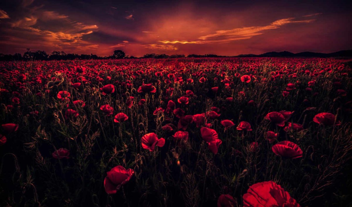 Маковое поле на закате