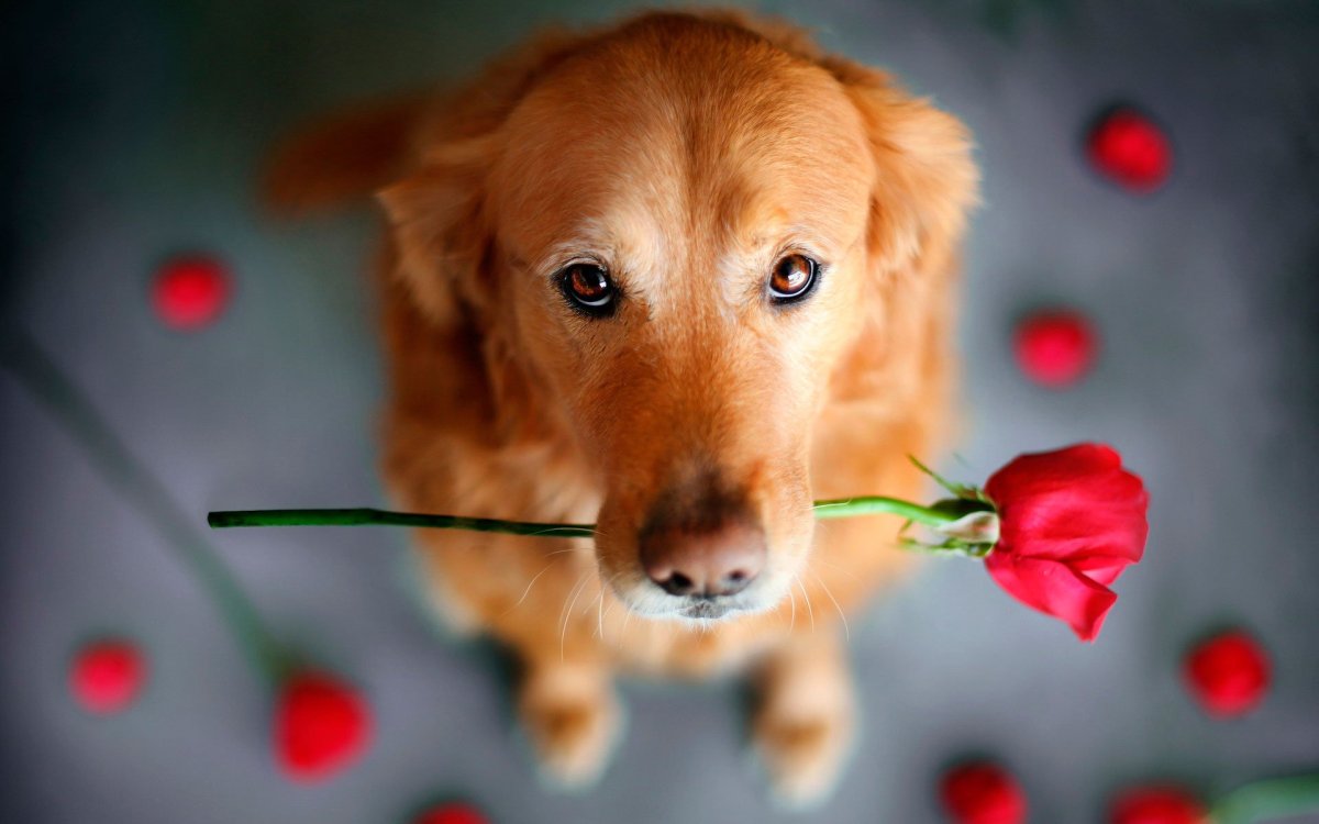 Прости меня стихи