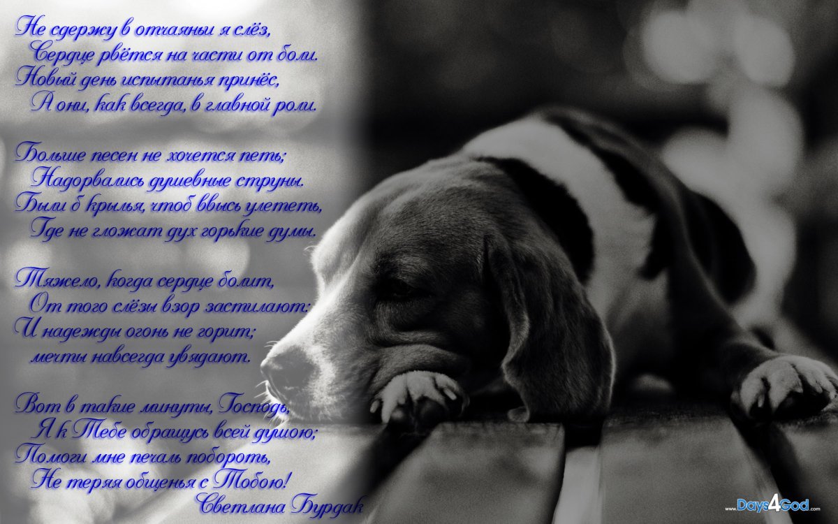 Прости меня любимый муж