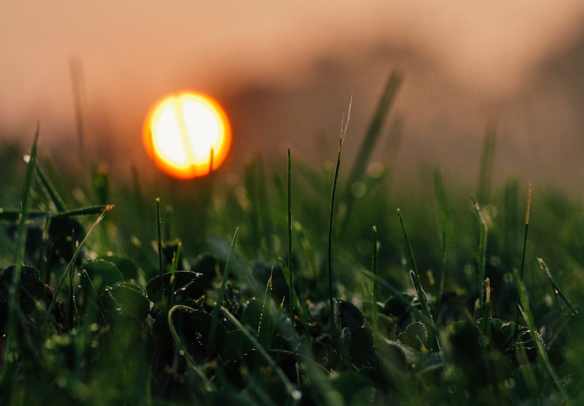 Трава в лучах солнца