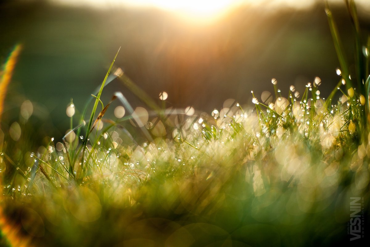 Трава на рассвете