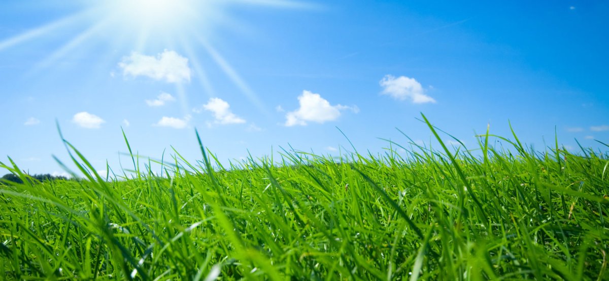 Трава и солнце