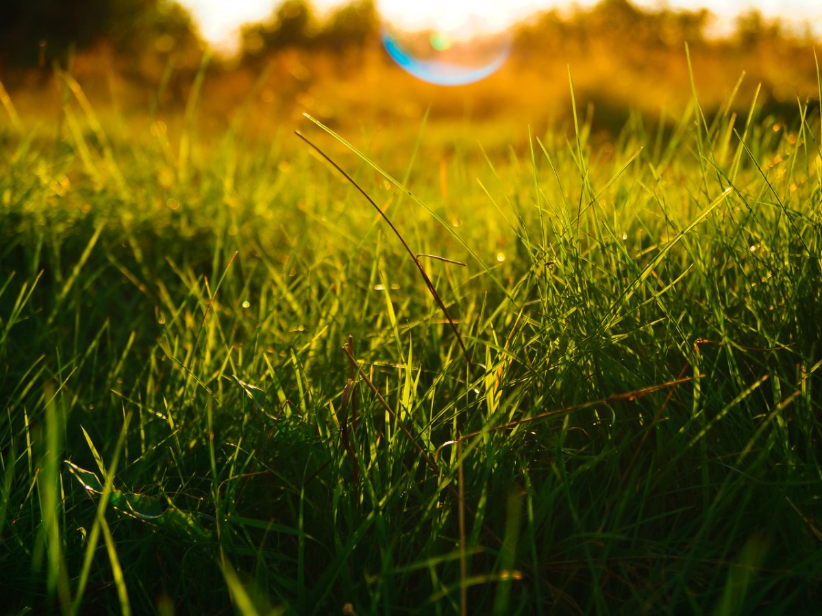 Трава и солнце