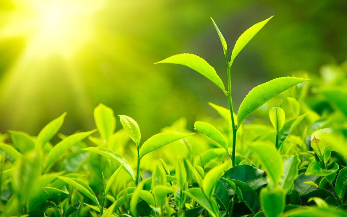 Листья чая