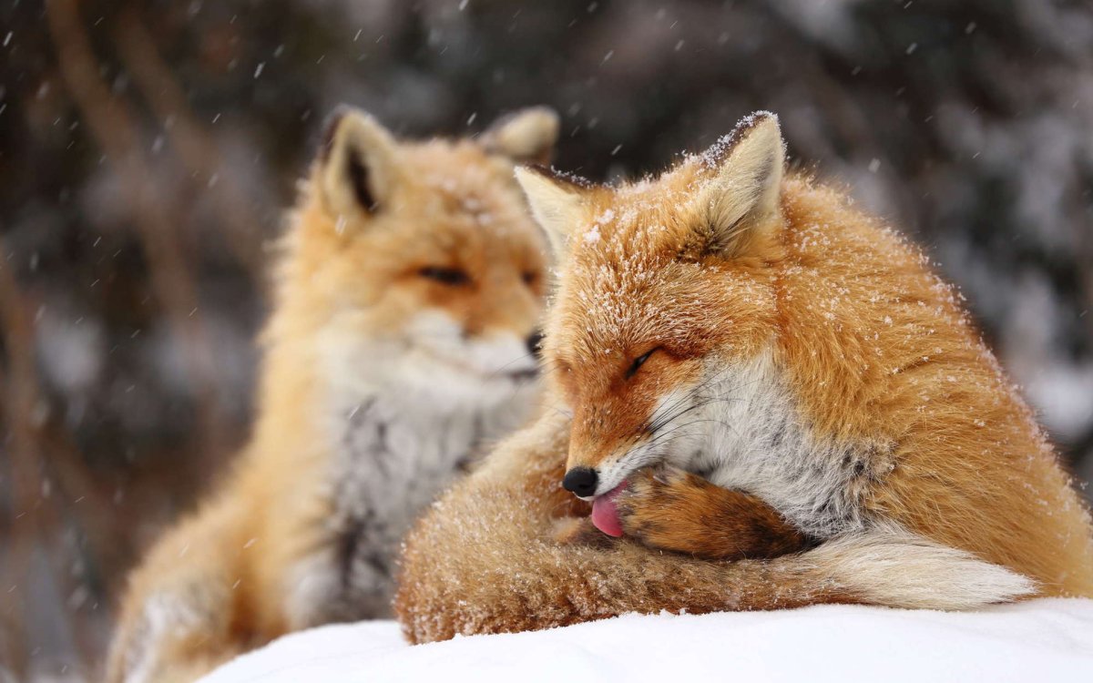 Лисенок зимой