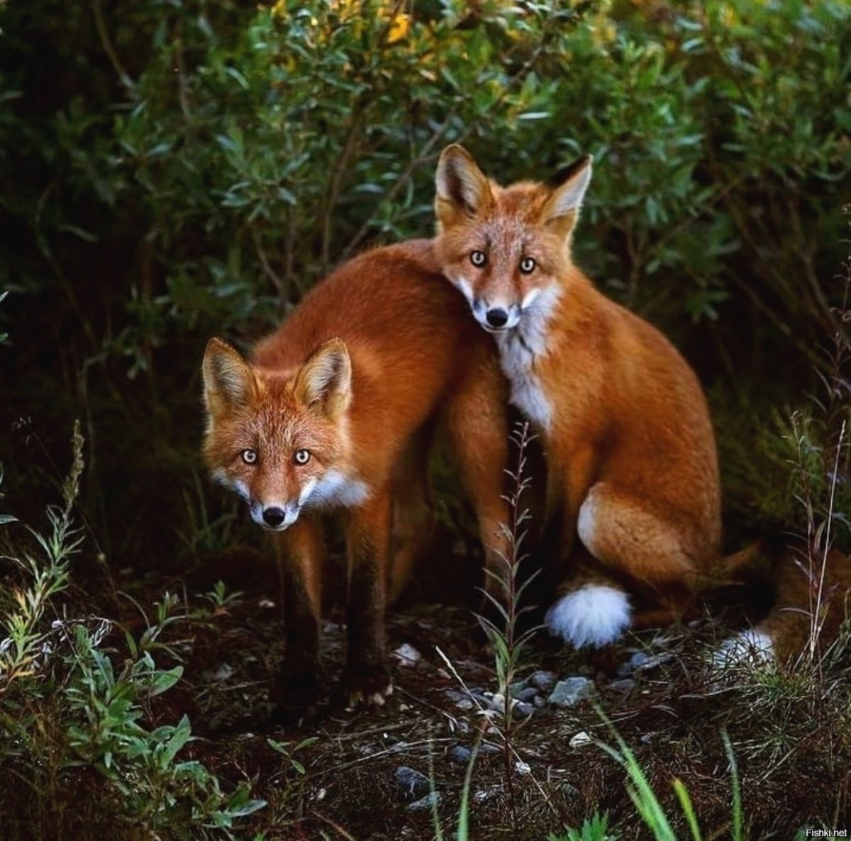 Жизнь лисичек