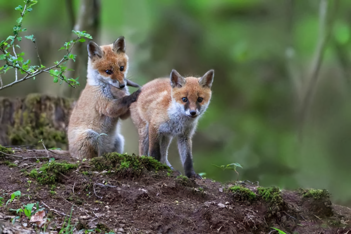 Два Лисенка