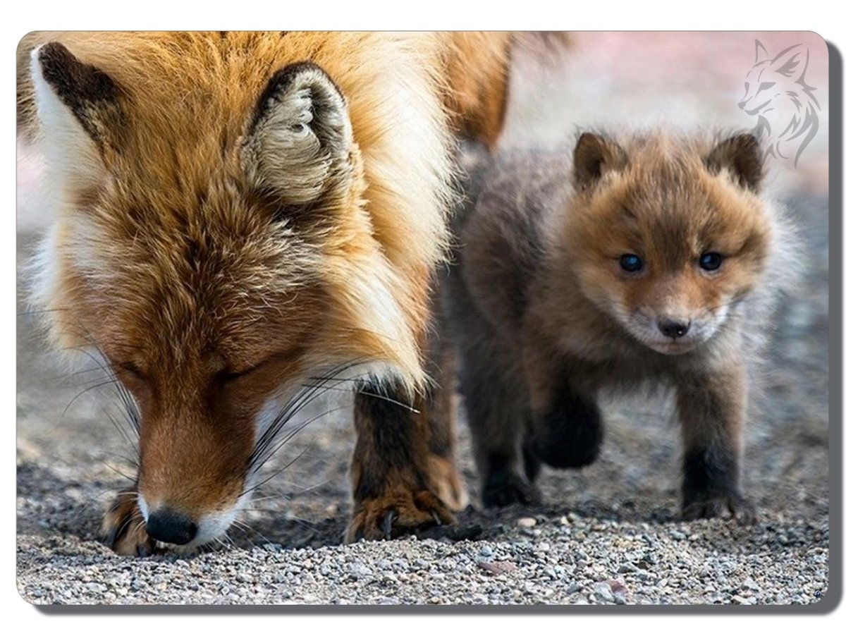 Мама лиса и Лисёнок