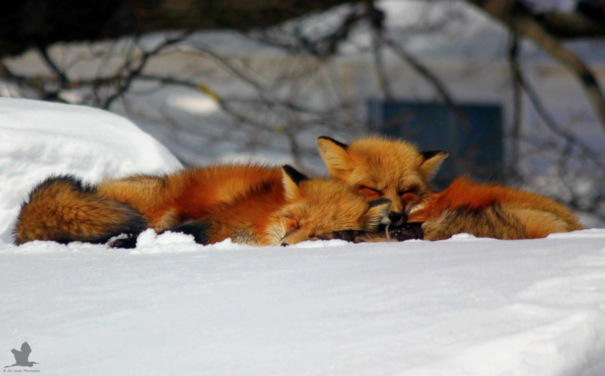 Лисы спят в обнимку