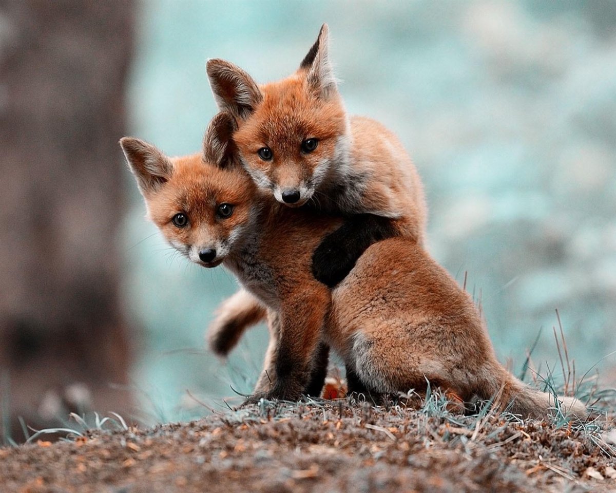 Милые лисята