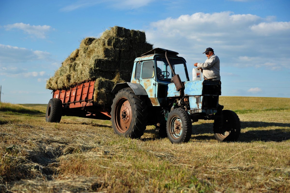 МТЗ 50 сенокос