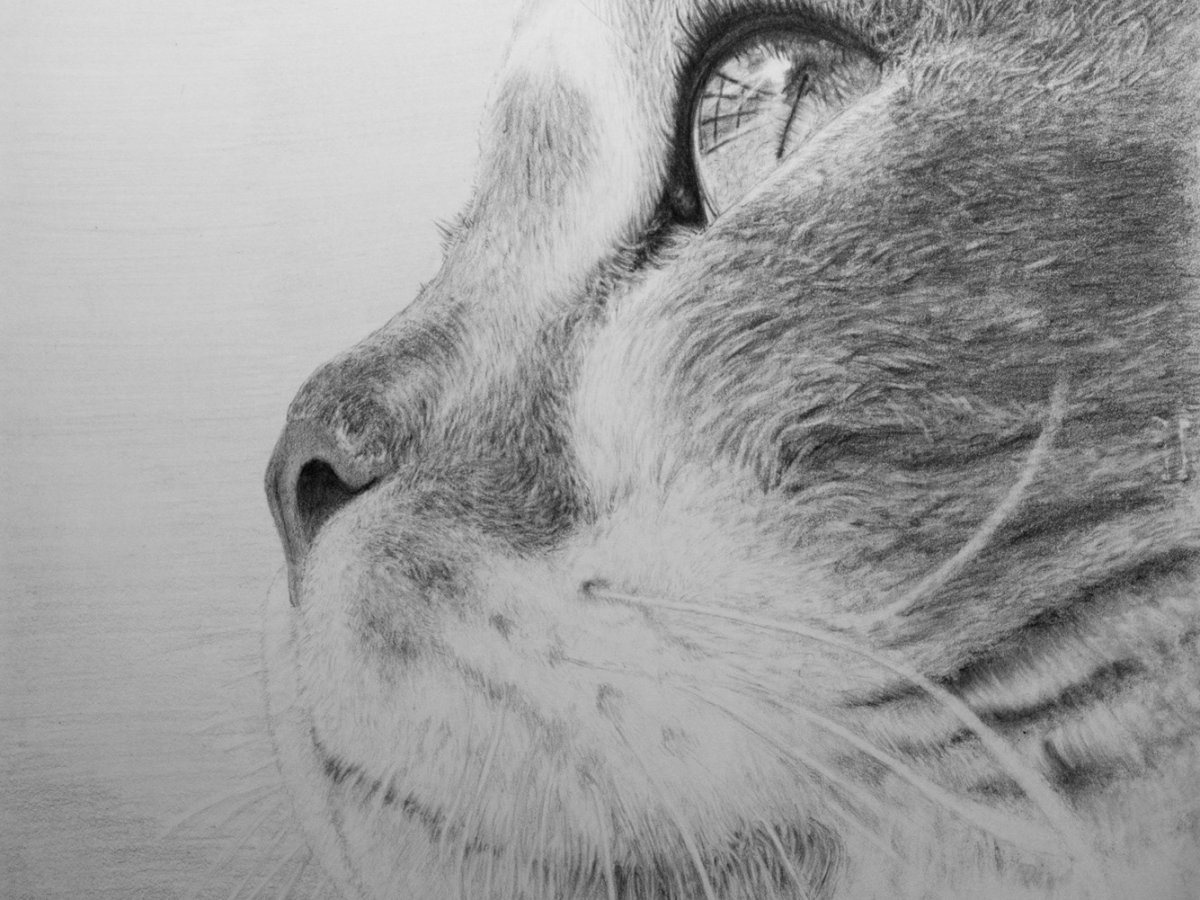 Грустная кошка рисунок