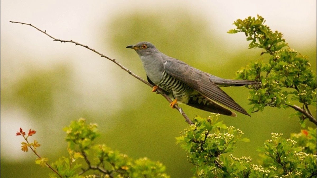 Ястребиная Кукушка