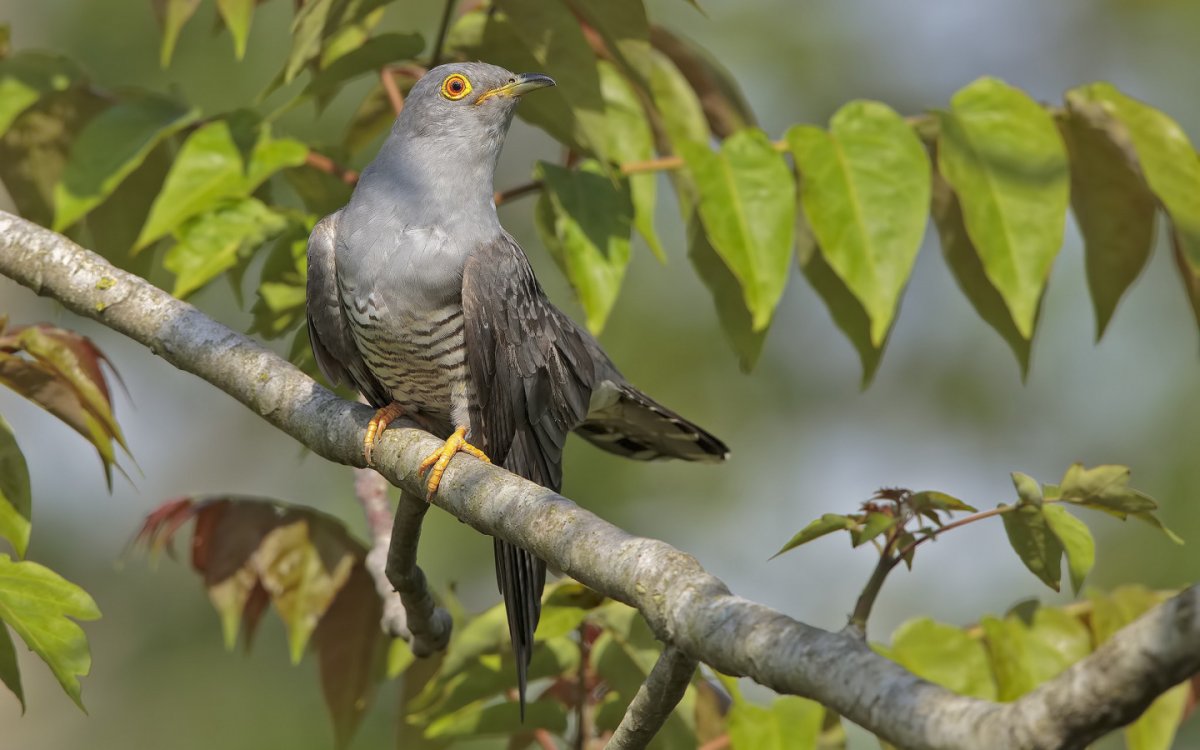 Маршак в лесу над росистой поляной