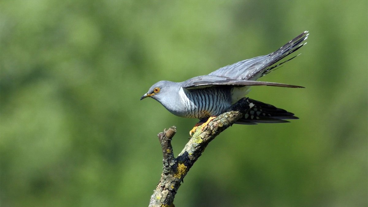 Обыкновенная Кукушка голос