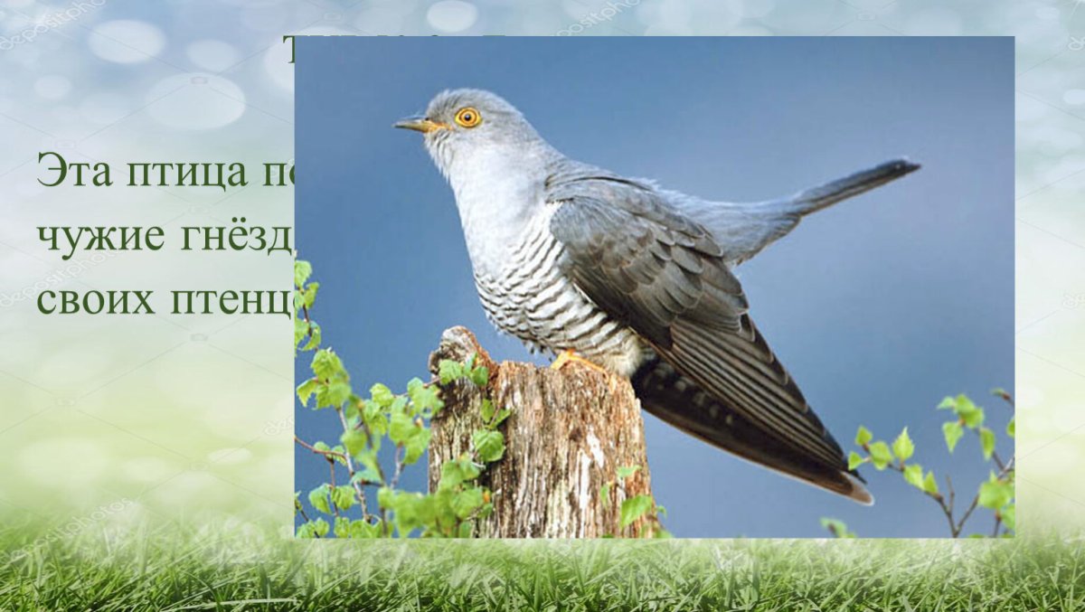 Кукушка Перелетная