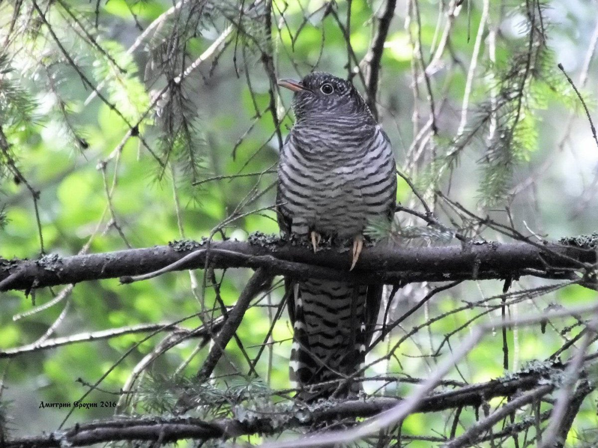 Кукушка маняборовичи
