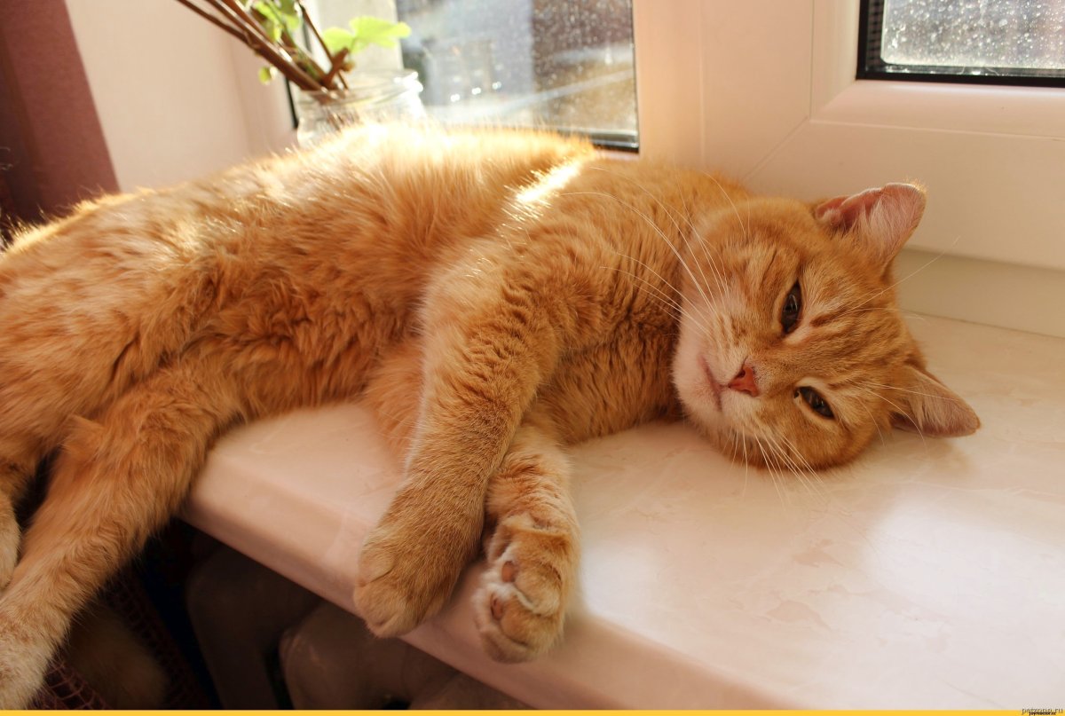 Рыжий кот домашний
