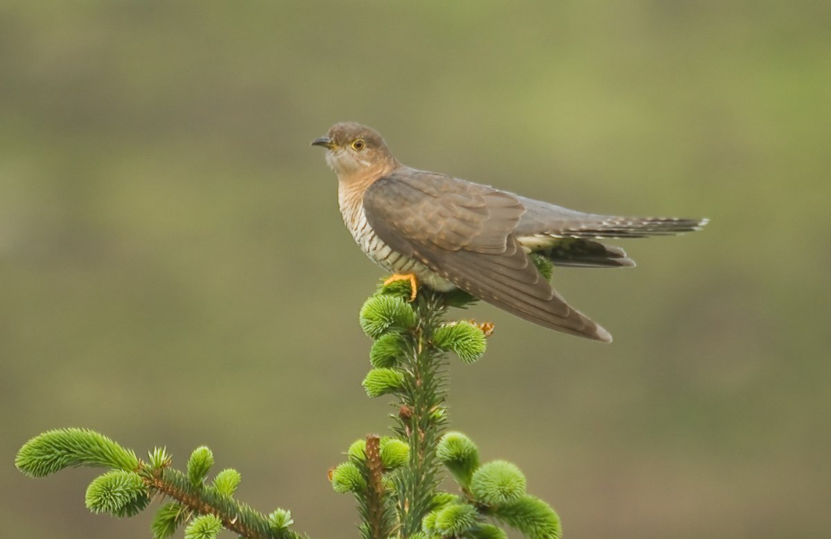 Альбина статных картины