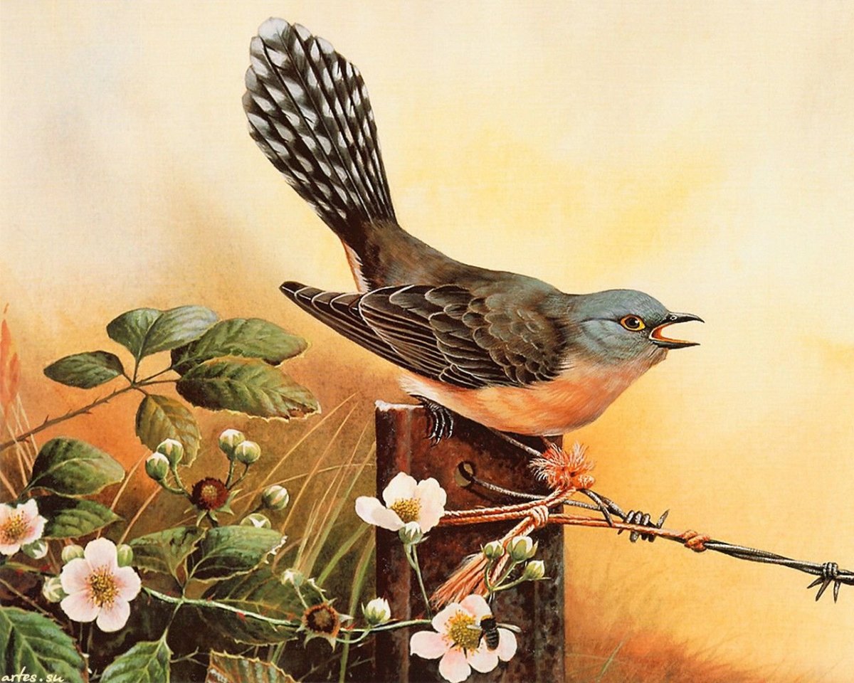 Кукушка в Московской области