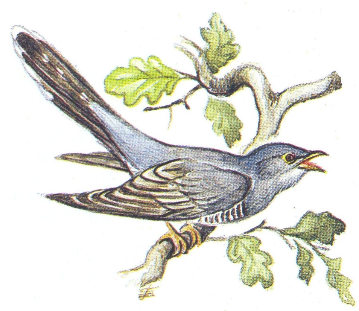 Обыкновенная Кукушка