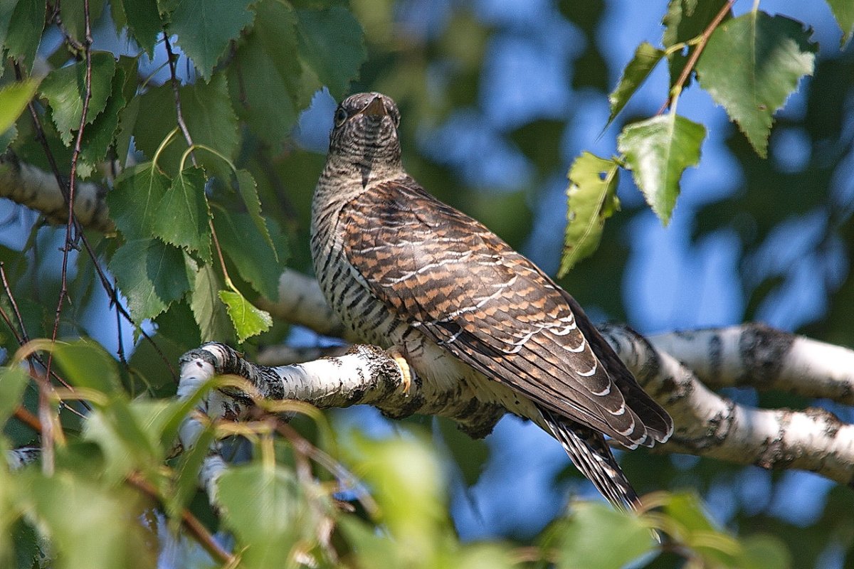 Кукушка в Забайкалье