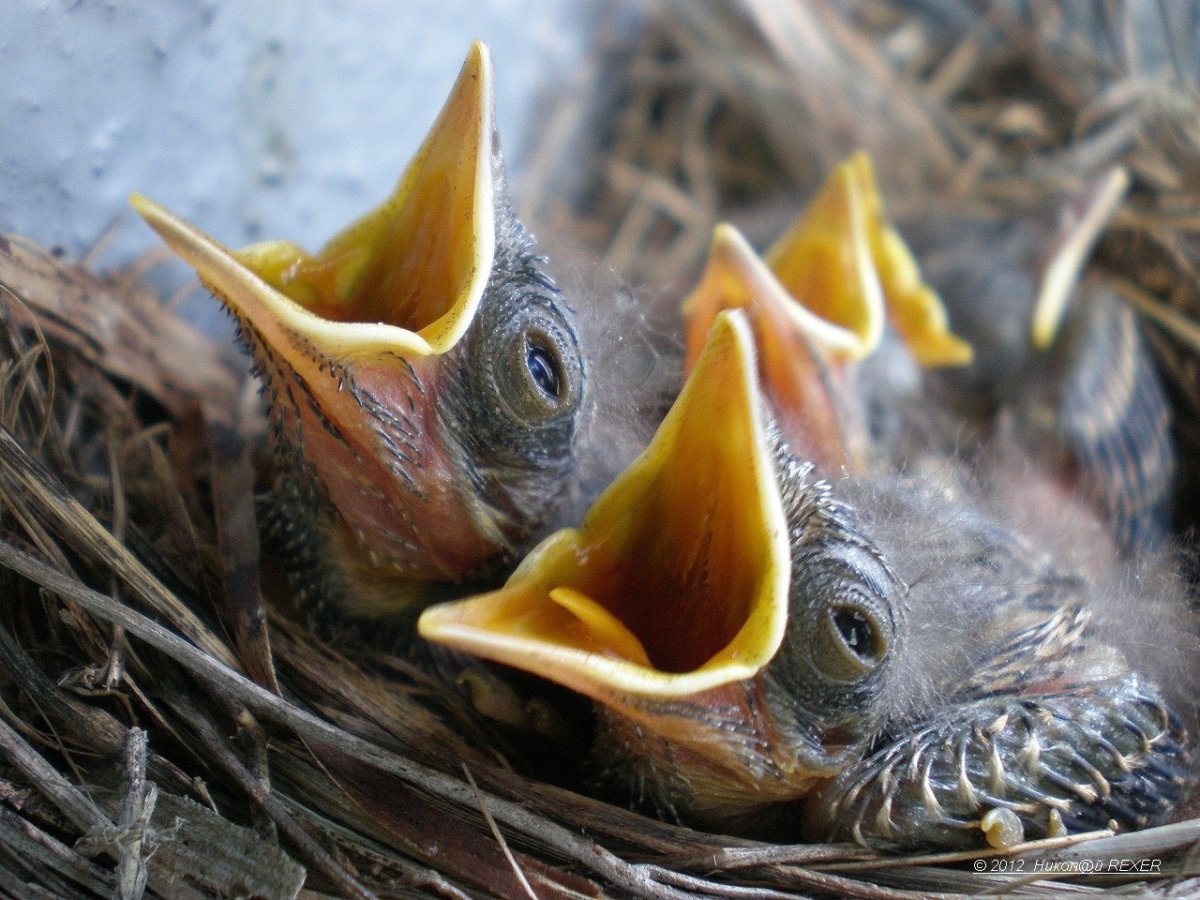 Кукушонок в гнезде птиц