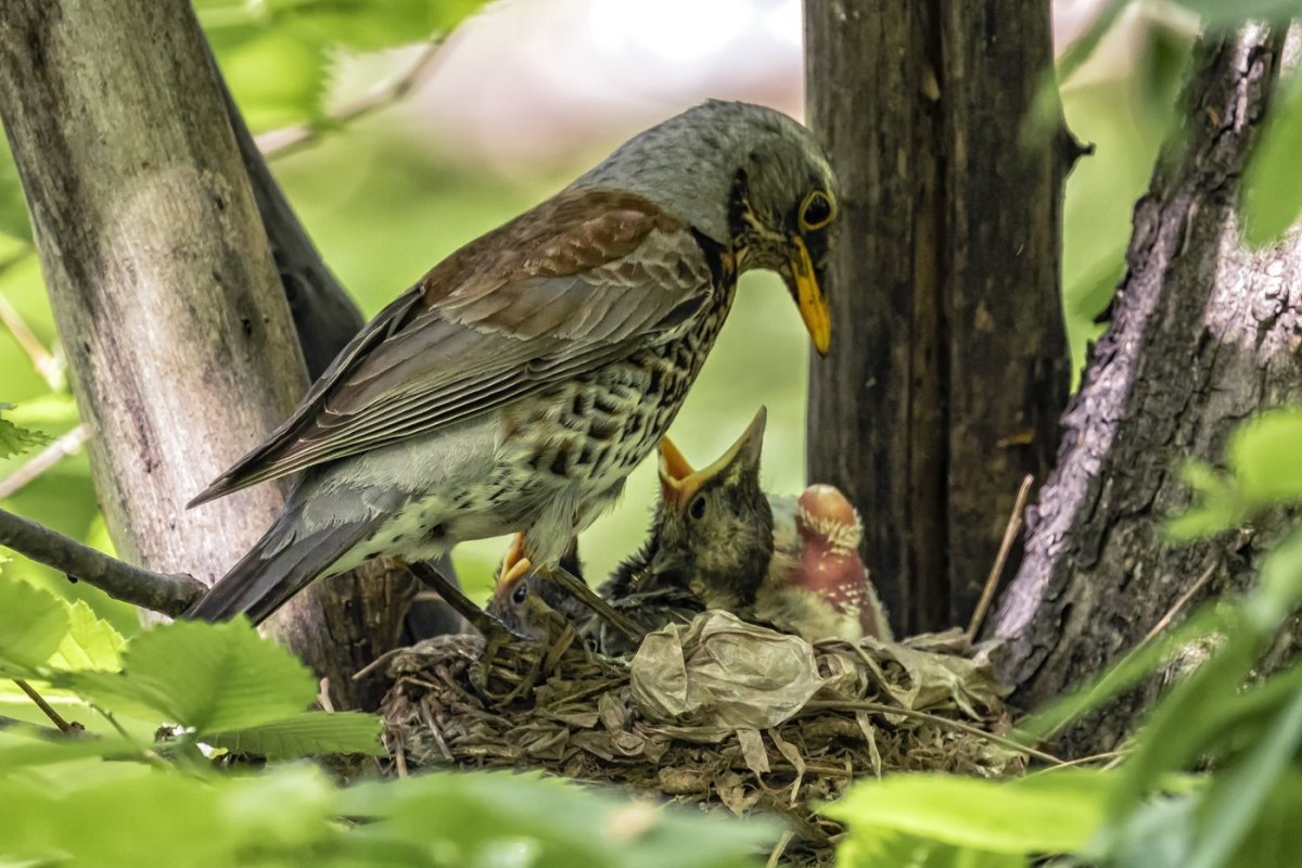 Птички на елку