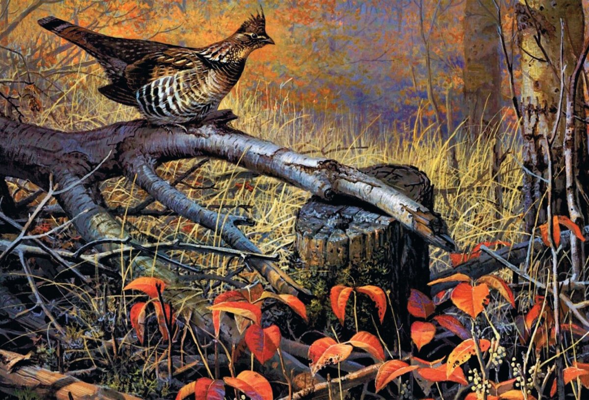 Птенец кукушки