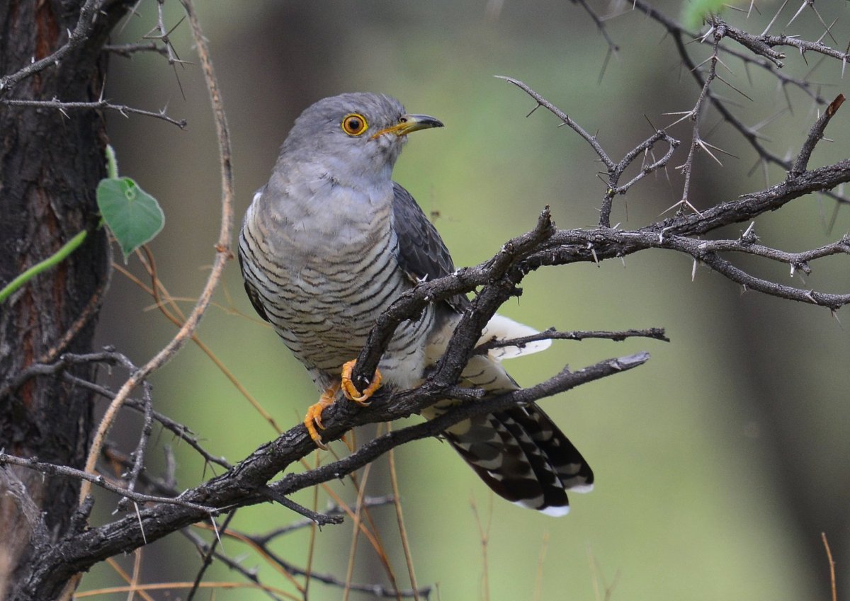 Кукушка Подмосковная