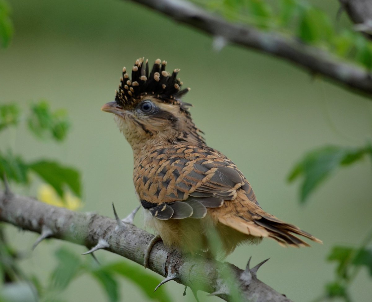 Природа лес птицы